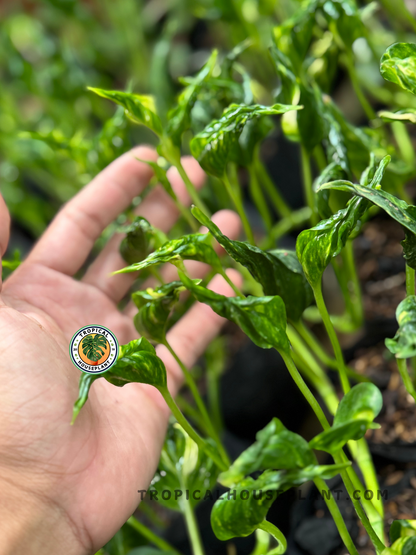 Hand showcasing several upright curled leaves among a dense crop of Shangri La plants in propagation trays.