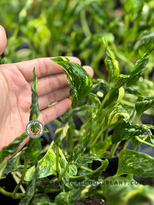 Close-up of a curled leaf of Epipremnum Shangri La being gently held to show its texture and rich variegation.