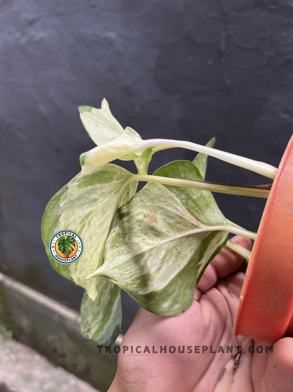 Young Epipremnum Manjula Pothos displaying wavy variegated foliage with creamy white patches and rich green marbling on compact trailing stems.