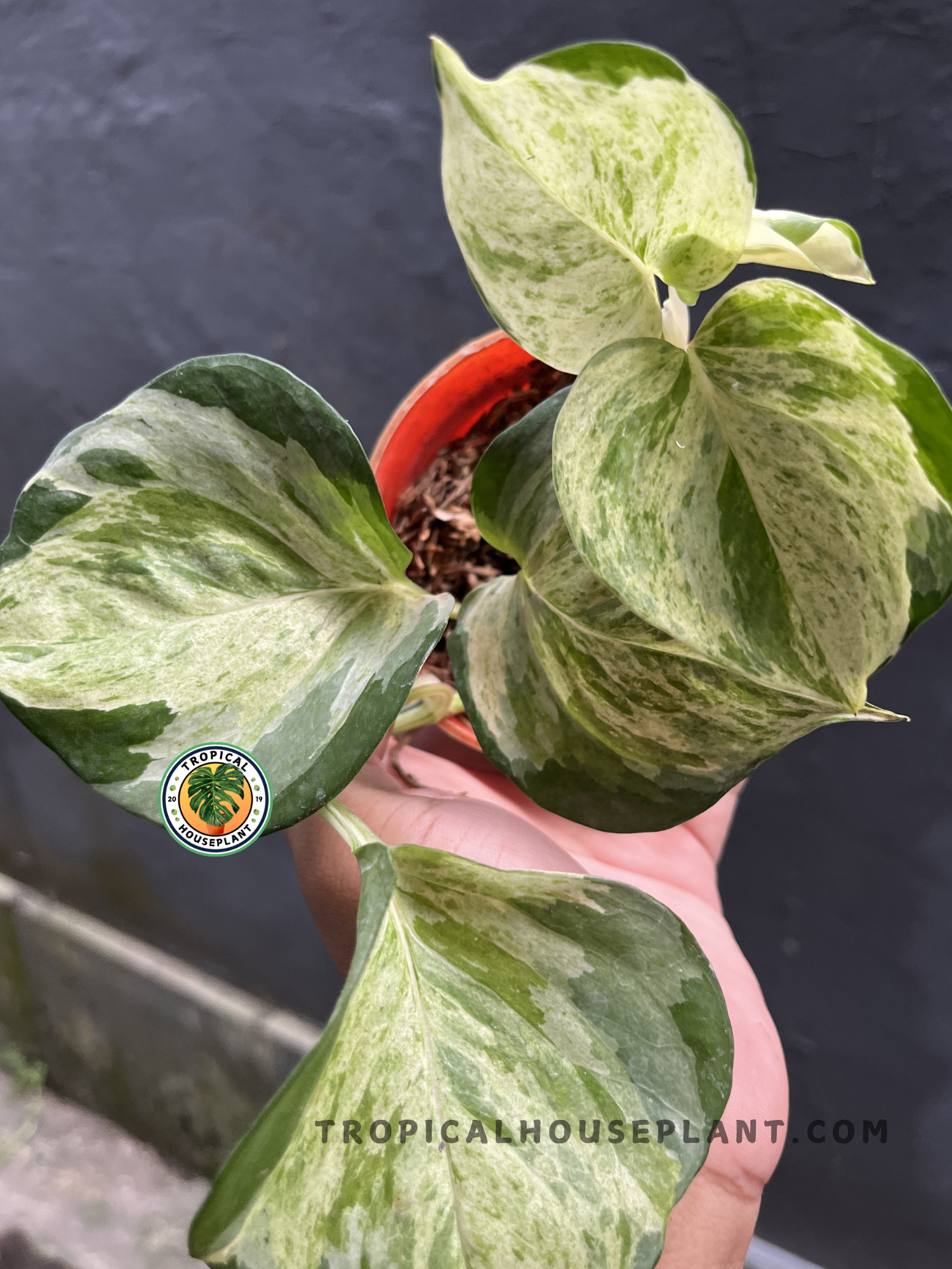 Healthy Epipremnum Manjula Pothos showcasing uniquely patterned heart-shaped leaves with white, cream, and green variegation, ideal for indoor tropical plant collections.