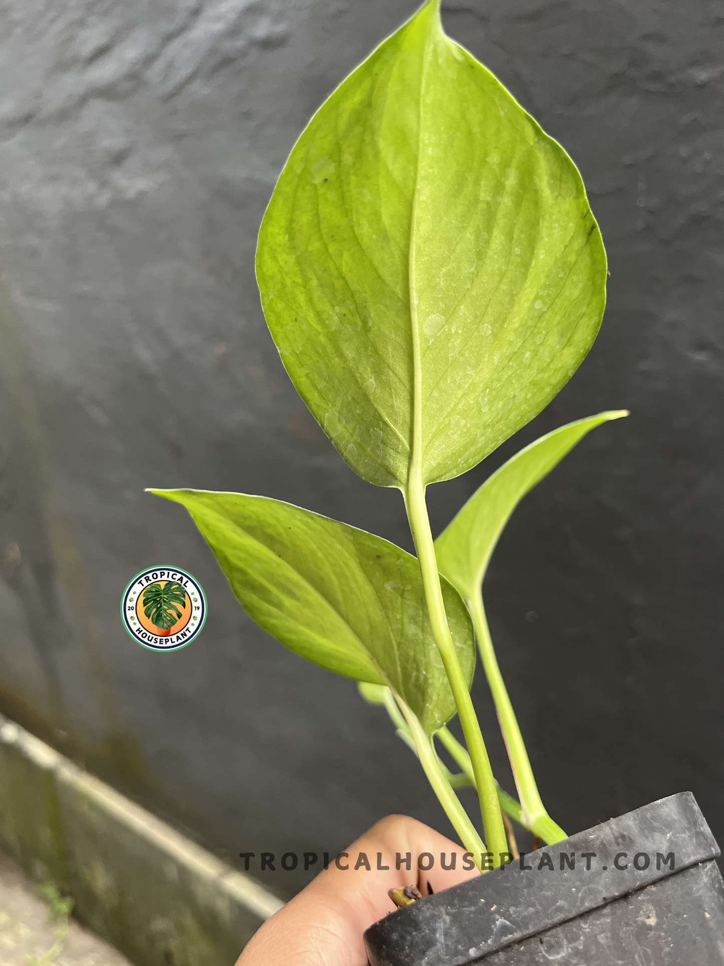Young Epipremnum Manjula Pothos Mint displaying beautifully wavy foliage with mint green tones blended with creamy white and deep green variegation.