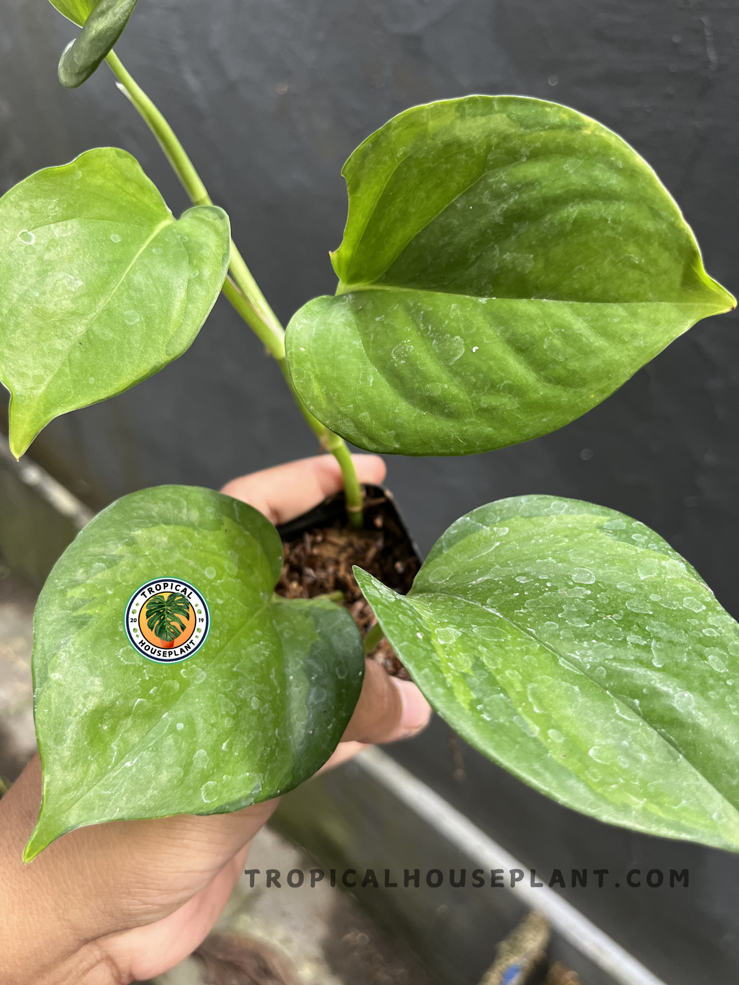 Healthy Epipremnum Manjula Pothos Mint showcasing uniquely patterned heart-shaped leaves with mint, cream, and green variegation, perfect for indoor tropical plant collections.