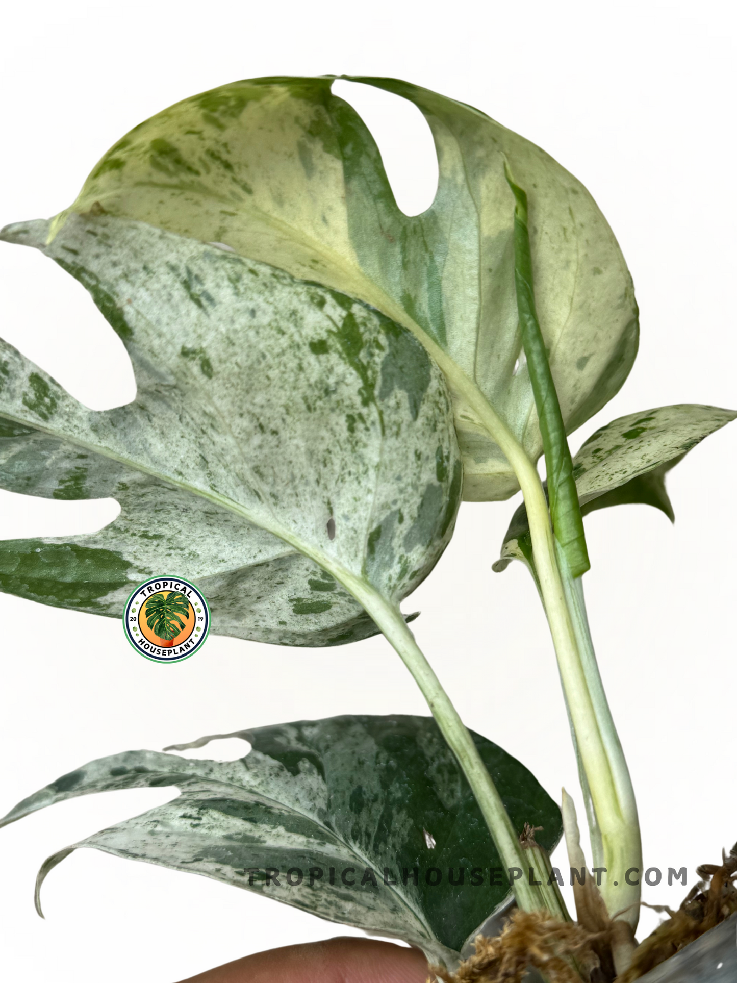 Epipremnum Marble plant featuring fenestrated green leaves with white marbling variegation, perfect for climbing or trailing.