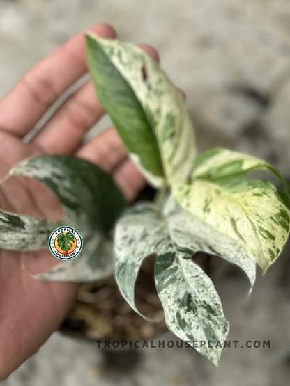 Healthy Epipremnum Marble with natural leaf splits and elegant white marbled variegation, shipped fully rooted.