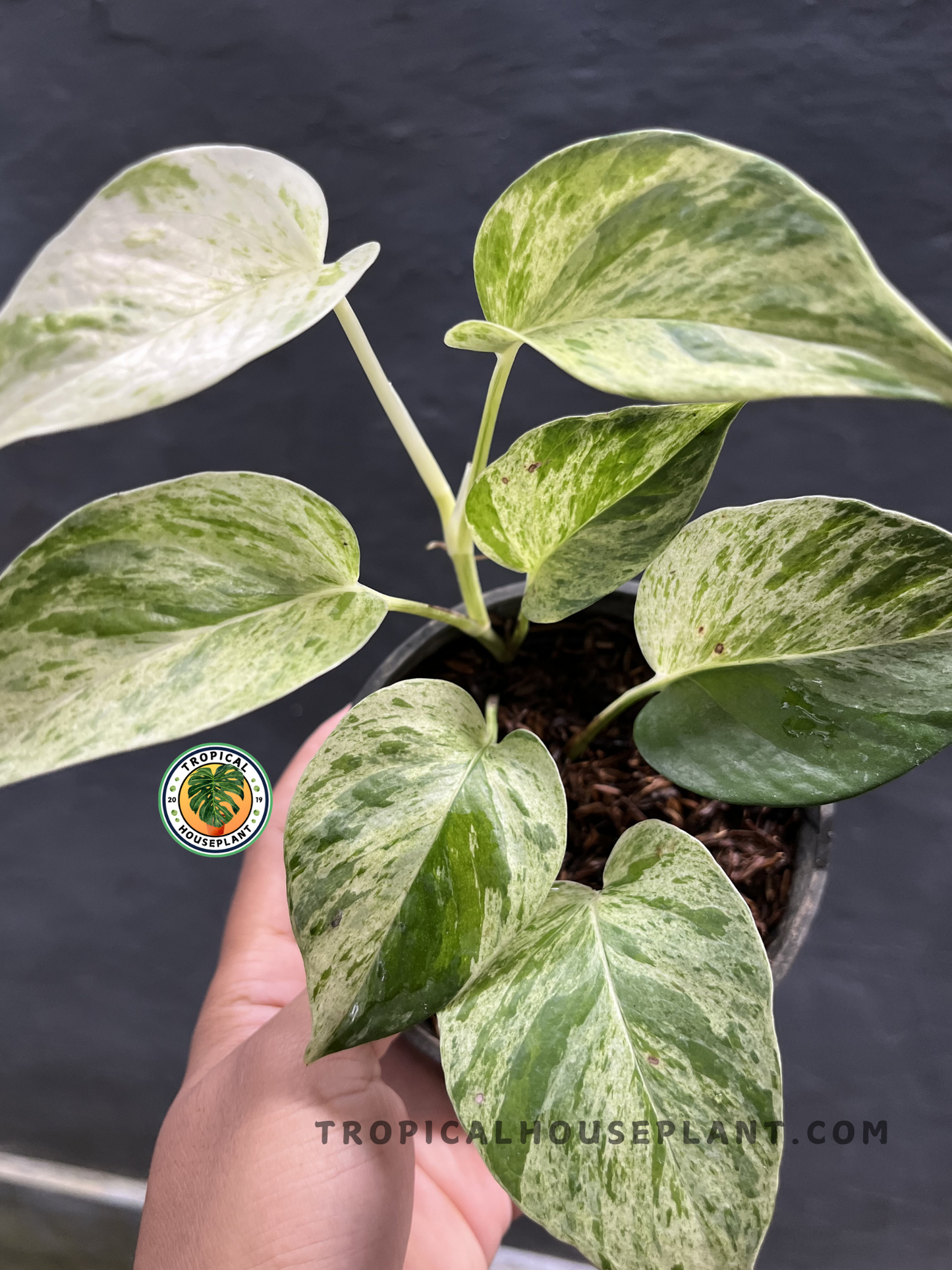 Healthy Epipremnum Marble Queen Pothos showcasing glossy heart-shaped leaves with elegant cream and green marbling, ideal for indoor tropical plant collections.