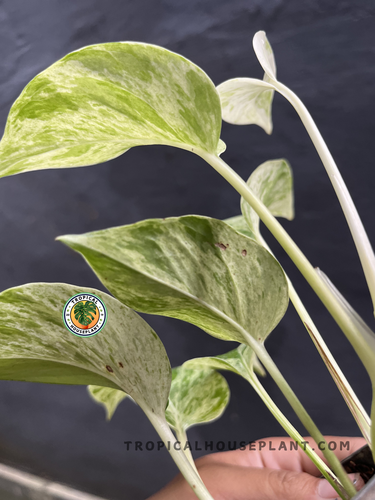 Young Epipremnum Marble Queen Pothos displaying vibrant white and green variegated foliage with a compact trailing growth habit.