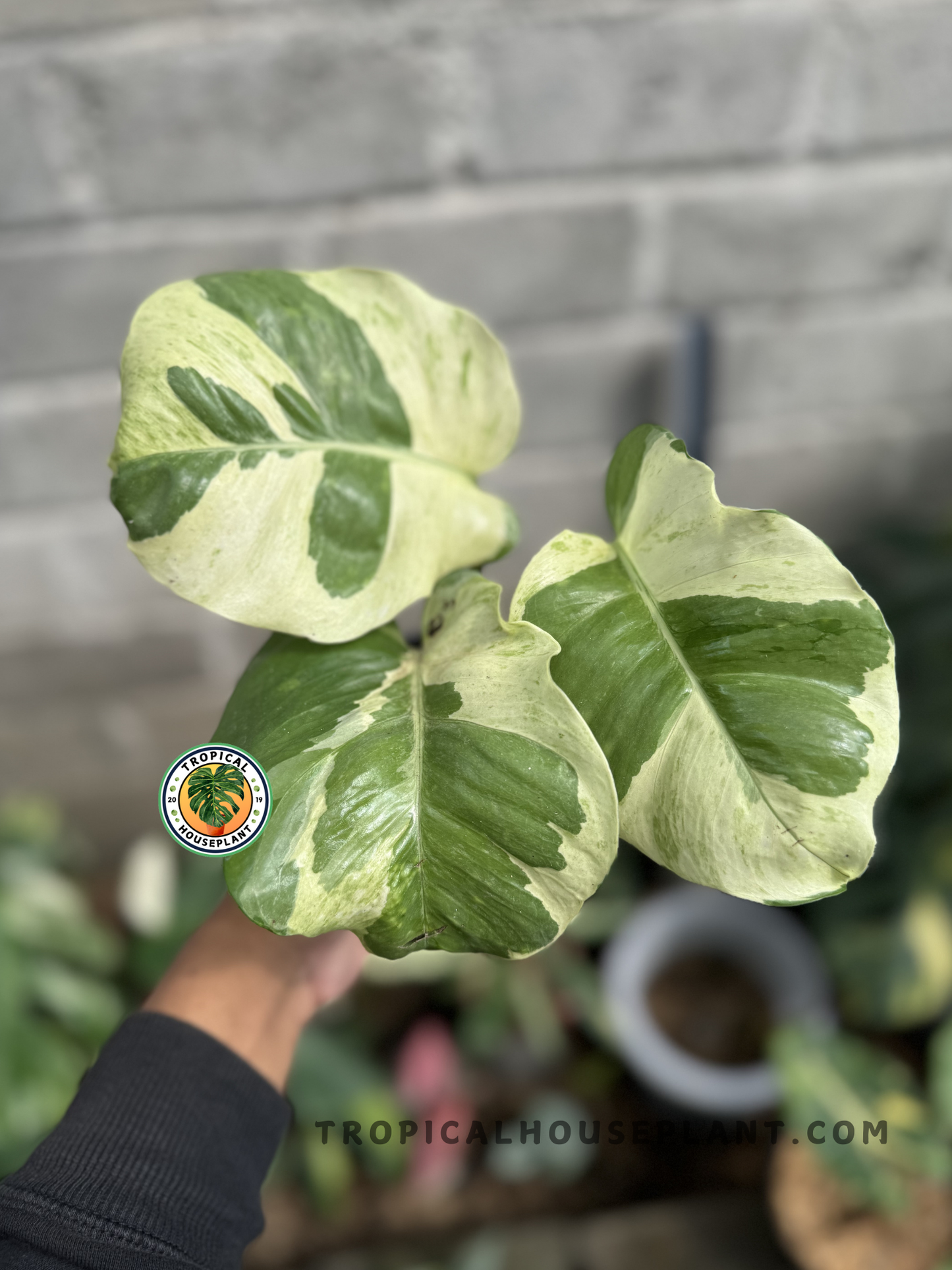 Epipremnum Njoy Pothos Large displaying its cascading vines with green and white leaves