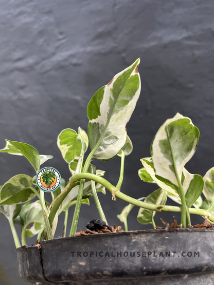 Top view of Epipremnum N'Joy Pothos displaying dense green and white variegated foliage growing in a nursery pot.