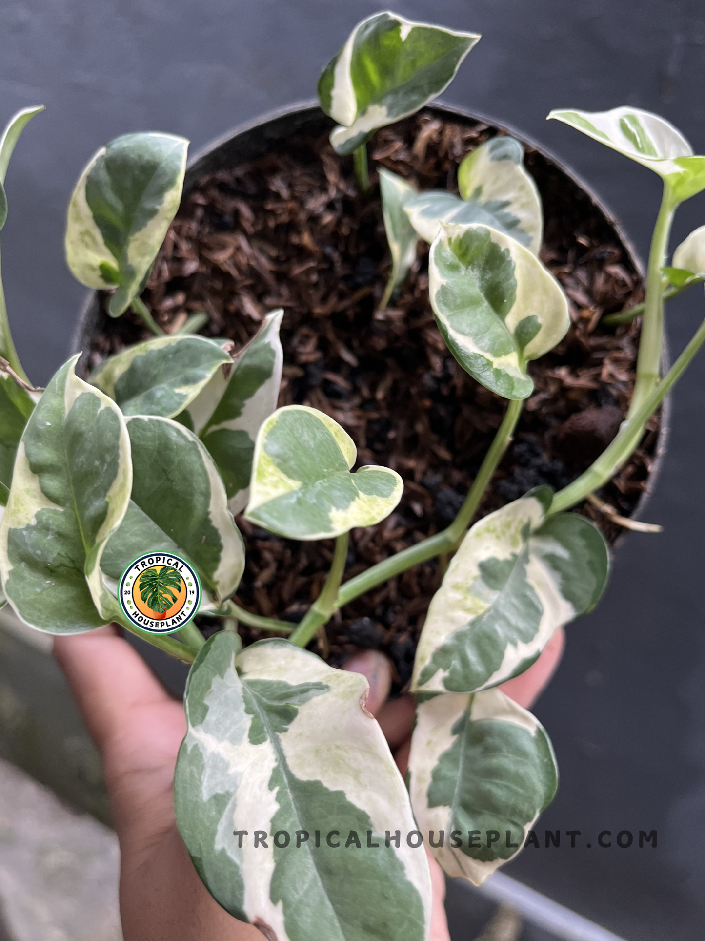 Close-up of Epipremnum N'Joy Pothos highlighting glossy heart-shaped leaves with creamy white margins and rich green centers.