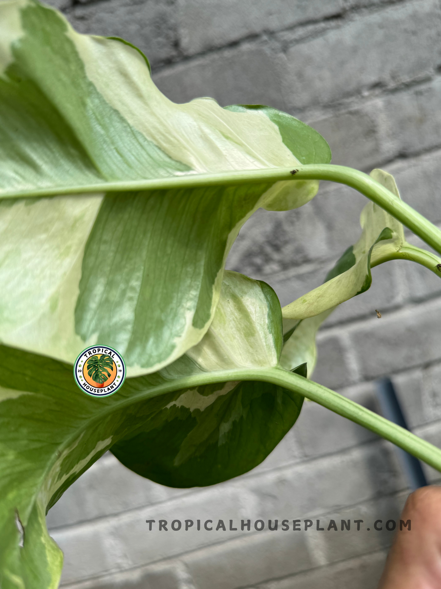 Side angle of Epipremnum Njoy Pothos Large, highlighting its lush growth and unique variegation.