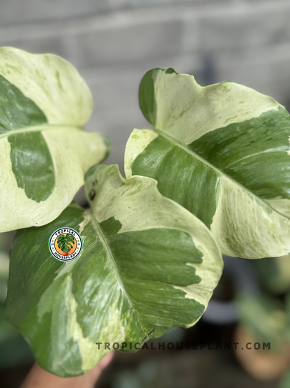 Close-up of Epipremnum Njoy Pothos Large's strikingly variegated foliage with crisp white and green patterns.