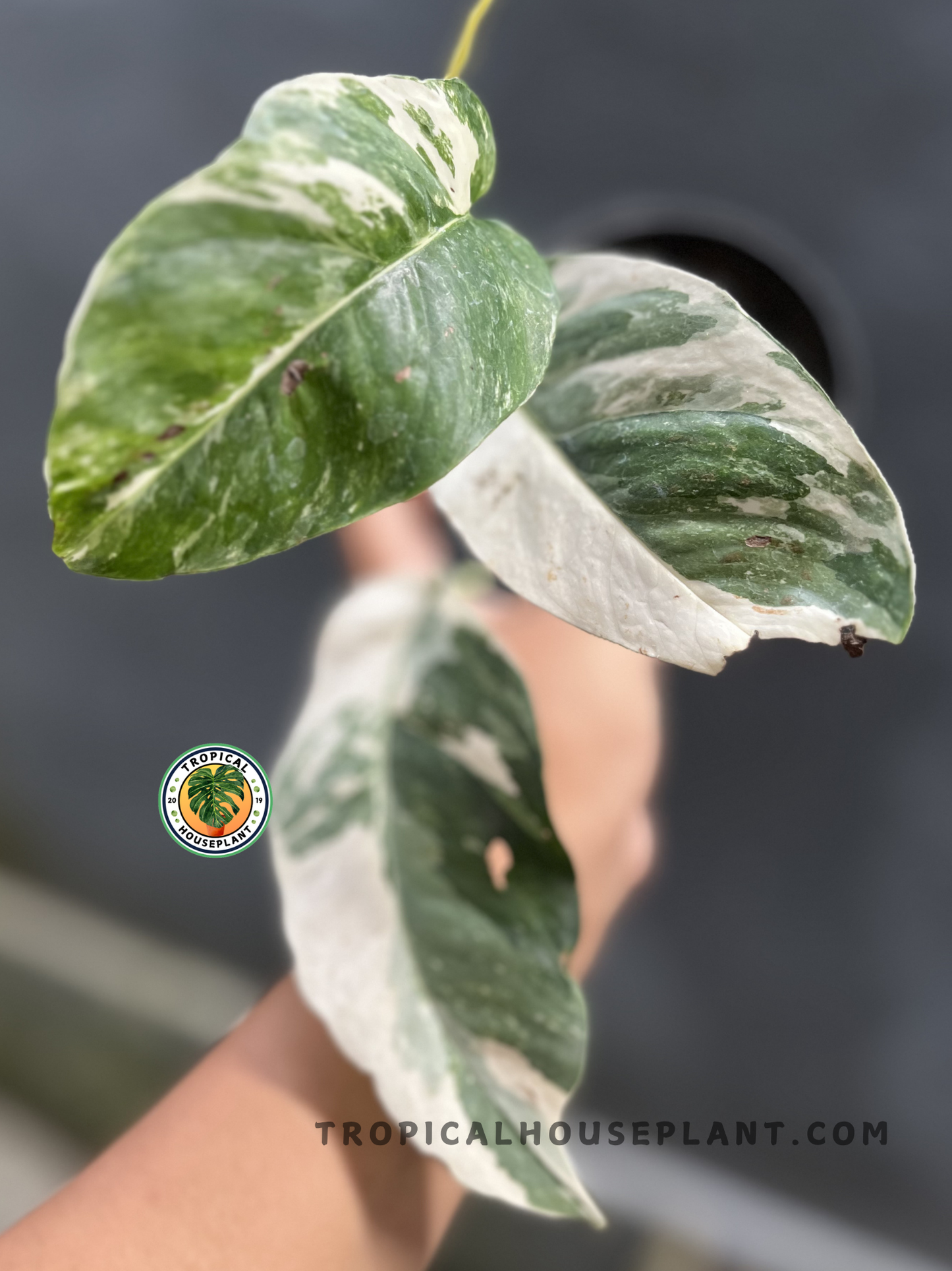 Epipremnum Pinnatum Variegated Medium Size with elongated green leaves featuring creamy white variegation growing as a healthy tropical houseplant.