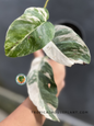 Epipremnum Pinnatum Variegated Medium Size with elongated green leaves featuring creamy white variegation growing as a healthy tropical houseplant.