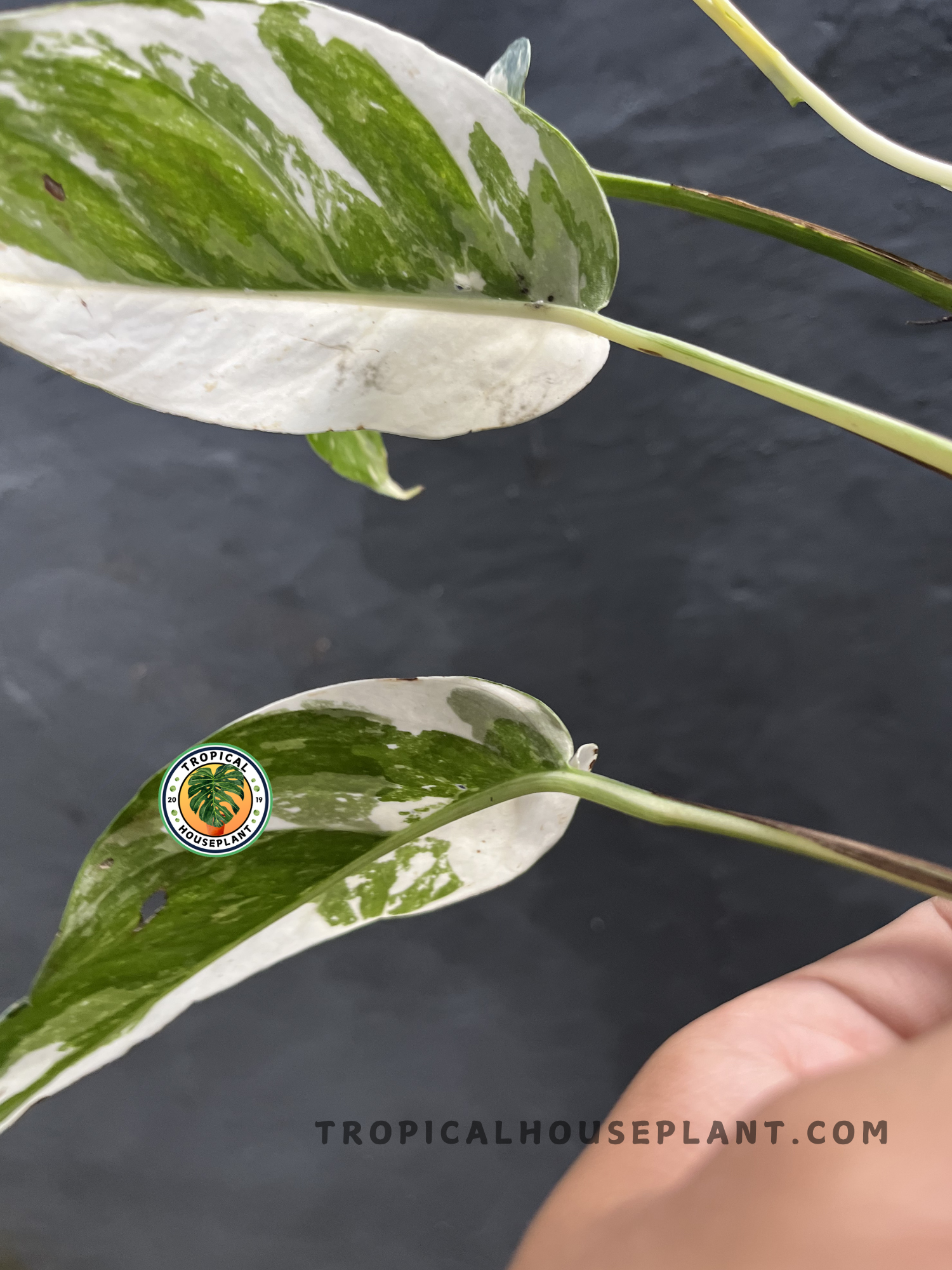 Close-up of Epipremnum Pinnatum Variegated Medium Size featuring elongated foliage with creamy white sectors and rich green marbling on healthy climbing stems.