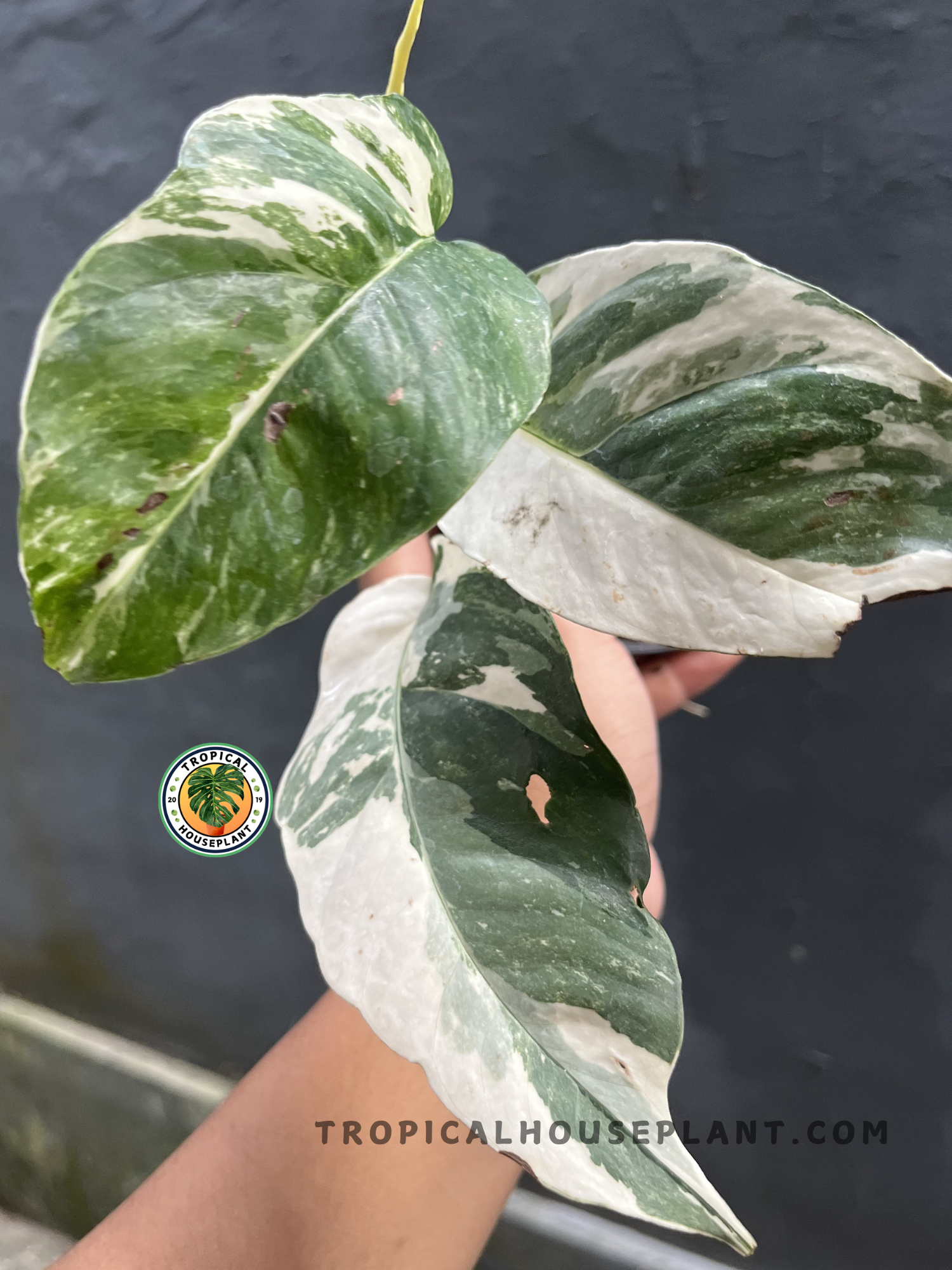 Healthy Epipremnum Pinnatum Variegated Medium Size showcasing broad variegated leaves with striking white, cream, and green patterns, ideal for indoor tropical plant collections.