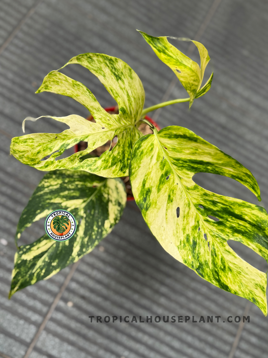 Top-down view of Epipremnum Pinnatum Yellow Sunrise Fenestrated showing its bright yellow variegation and unique fenestrated leaf shape.