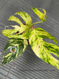 Top-down view of Epipremnum Pinnatum Yellow Sunrise Fenestrated showing its bright yellow variegation and unique fenestrated leaf shape.