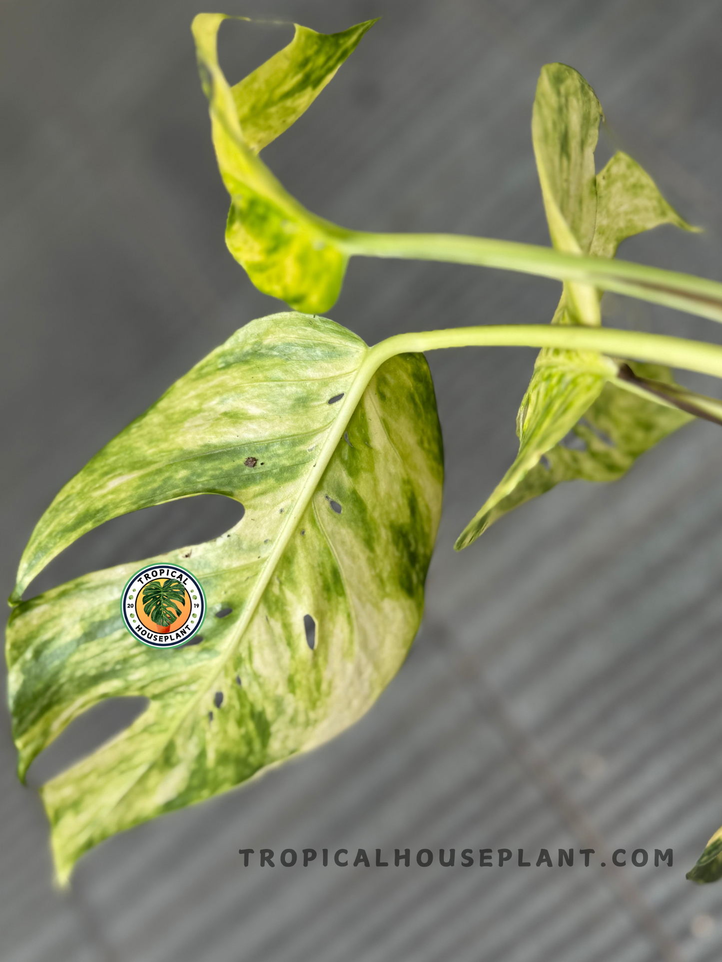 Side angle of a mature fenestrated yellow variegated leaf of Epipremnum Pinnatum under natural light.