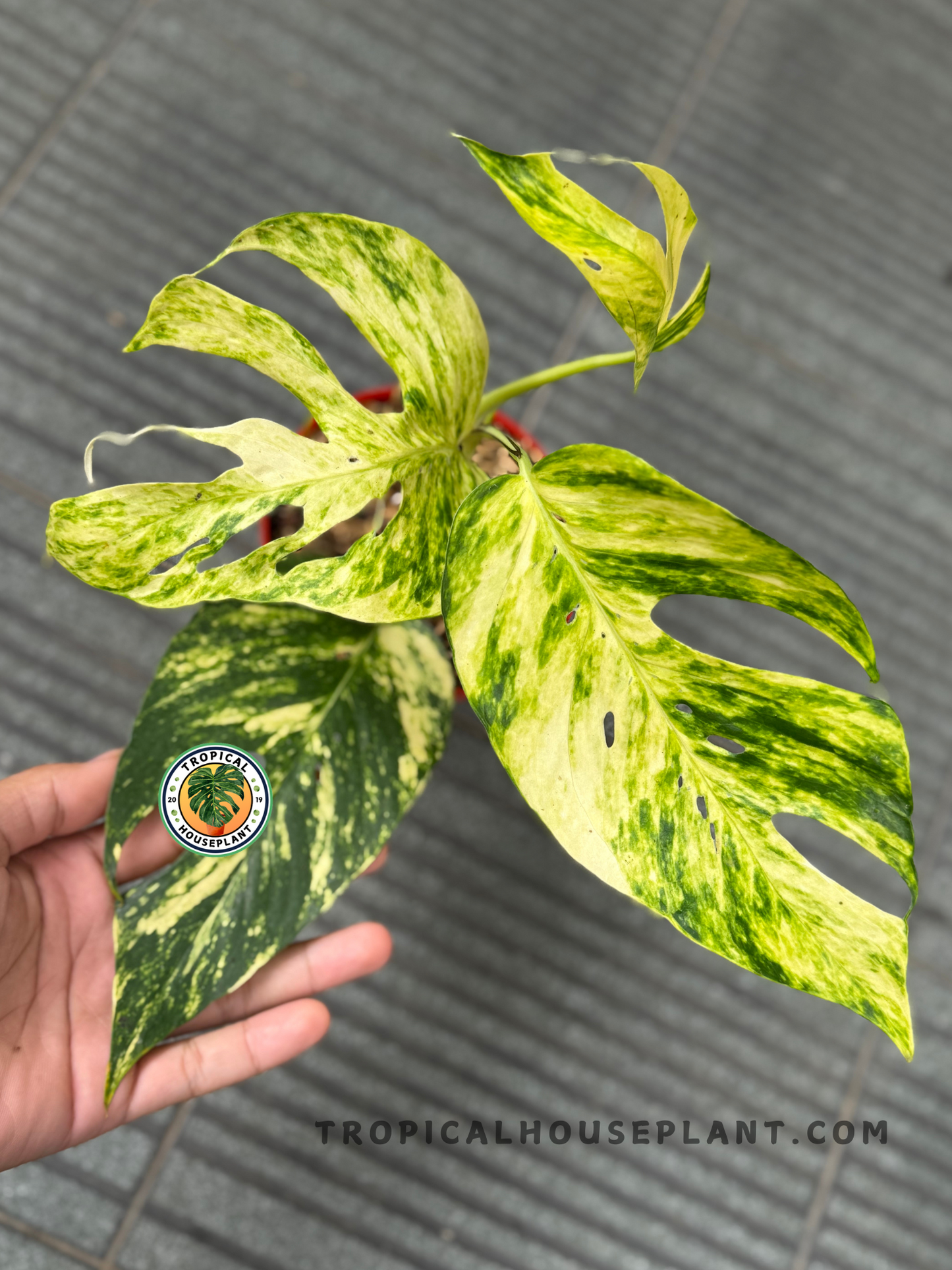 Full plant view of Epipremnum Pinnatum Yellow Sunrise Fenestrated in a red pot, showing multiple variegated leaves with diverse patterns.