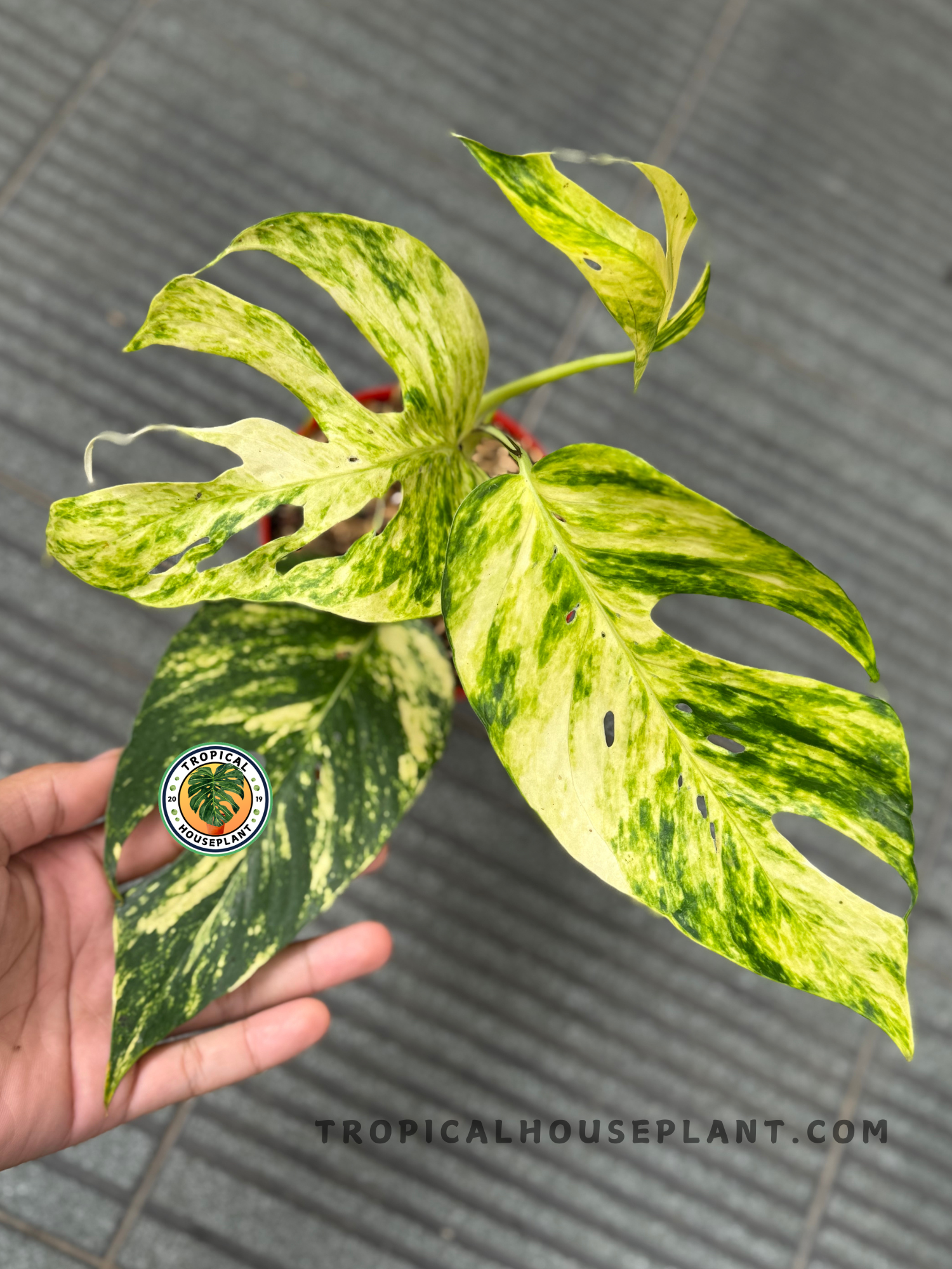 Full plant view of Epipremnum Pinnatum Yellow Sunrise Fenestrated in a red pot, showing multiple variegated leaves with diverse patterns.