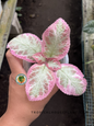 Episcia Cleopatra with velvety oval leaves featuring bronze-green foliage accented by silvery patterns and reddish undersides in a tropical nursery.