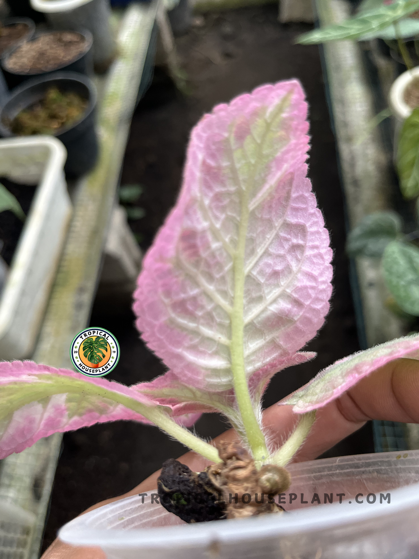 Young Episcia Cleopatra displaying richly textured foliage with metallic silver markings, deep green tones, and compact spreading growth.