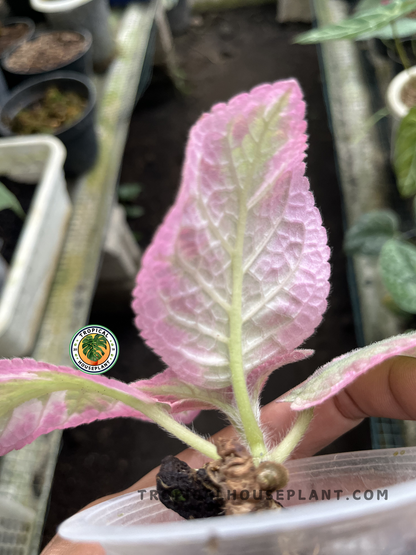 Young Episcia Cleopatra displaying richly textured foliage with metallic silver markings, deep green tones, and compact spreading growth.