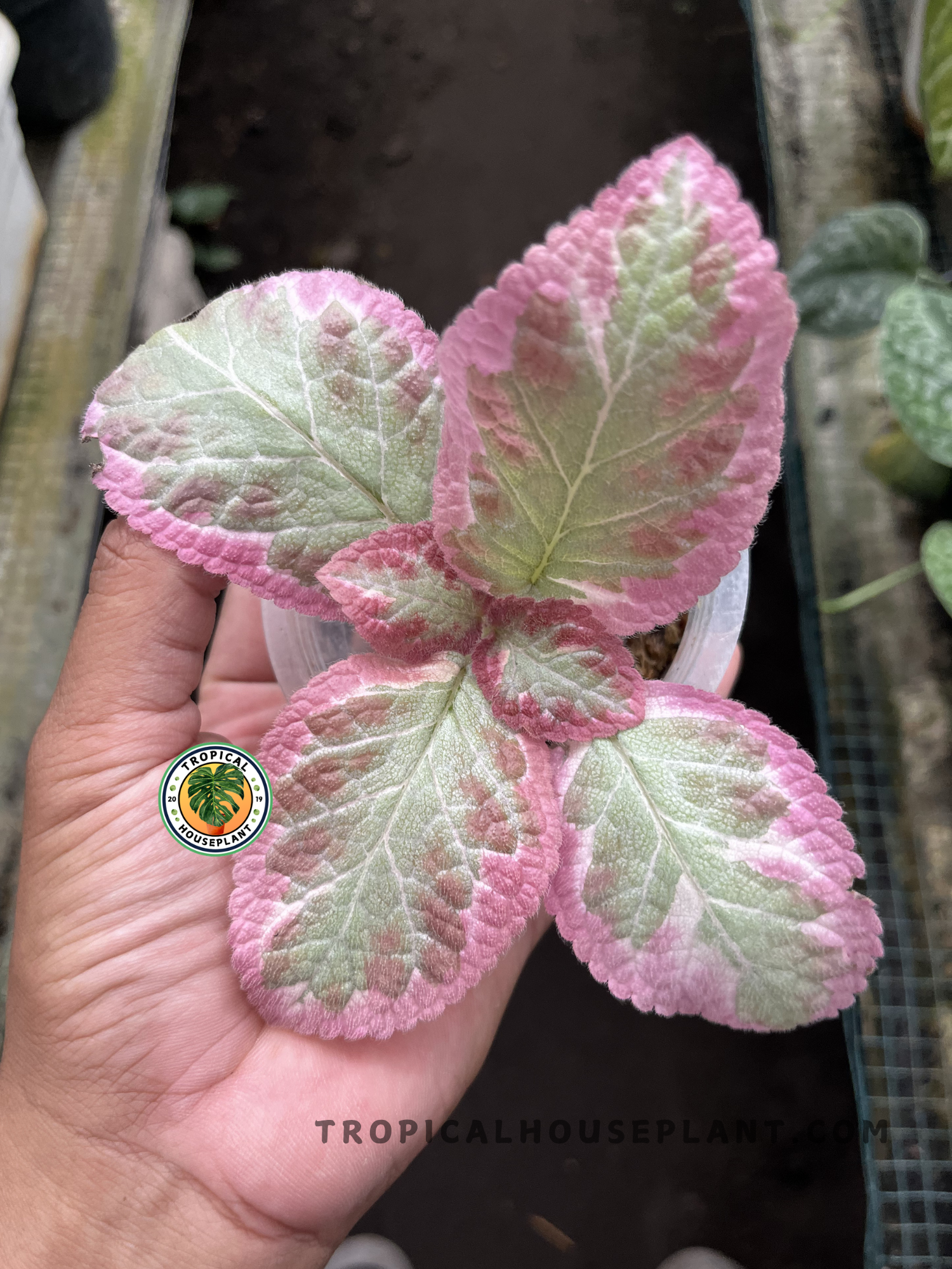 Healthy Episcia Cleopatra showcasing beautifully patterned velvety leaves with bronze, green, and silver coloration, perfect for indoor tropical plant collections.