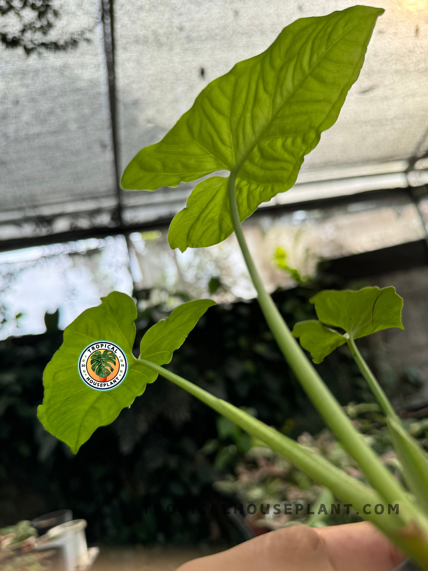 Healthy Syngonium Steyermarkii plant displaying its beautiful veined foliage.