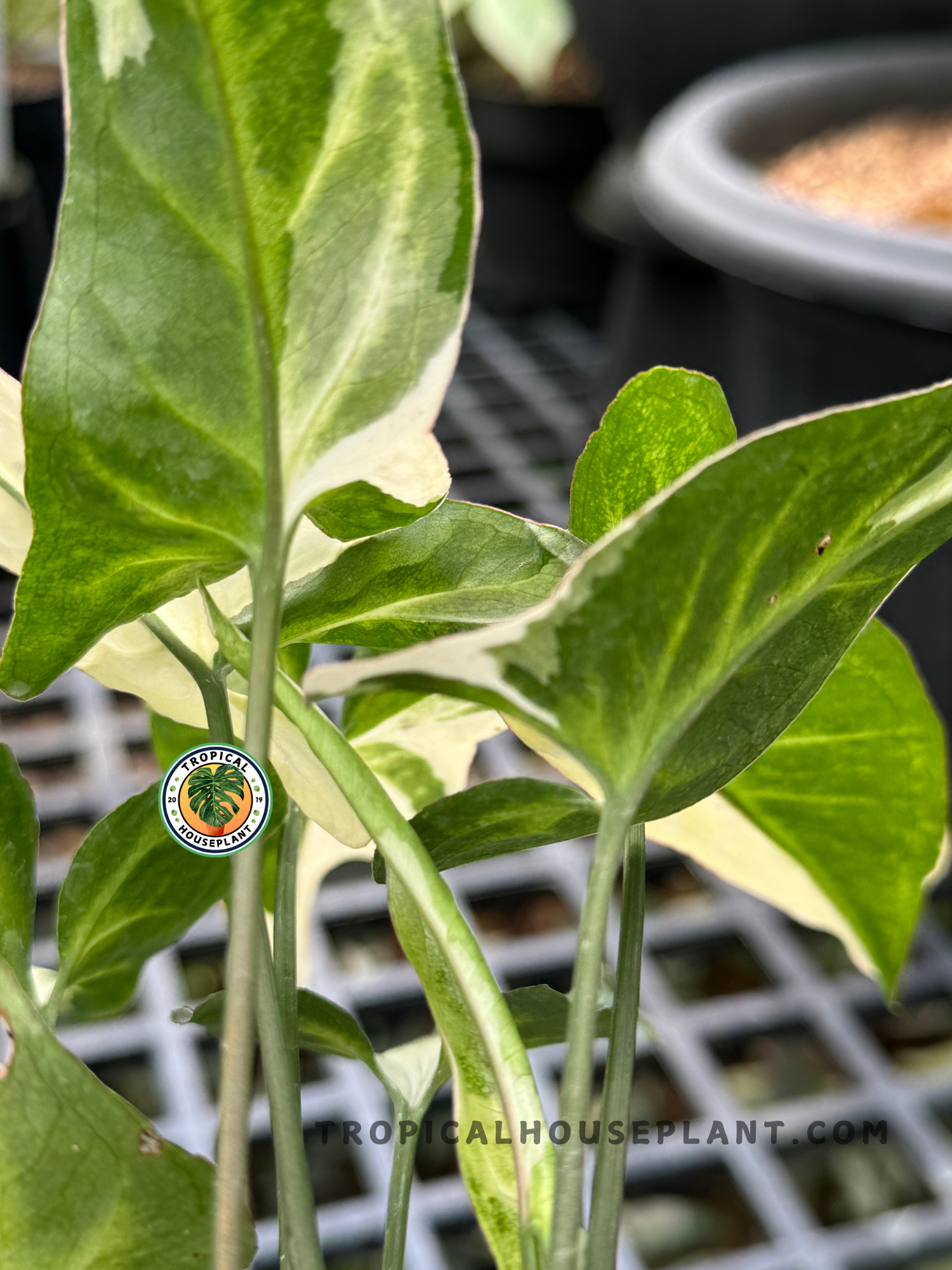 Healthy Syngonium T25 plant displaying its lush, deep green leaves.