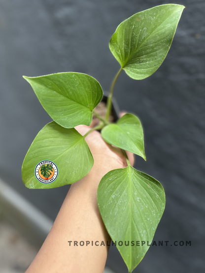 Homalomena Golden with broad heart-shaped leaves displaying vibrant golden-green foliage and a compact tropical growth habit in a nursery pot.