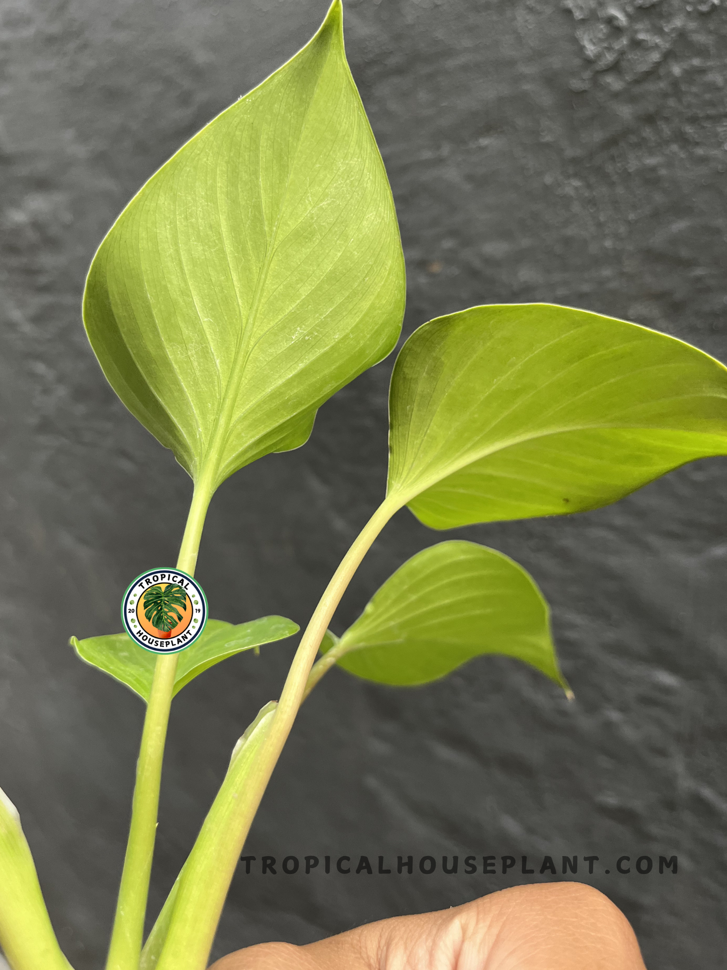 Young Homalomena Golden showcasing glossy chartreuse to golden-green leaves with lush, symmetrical growth, ideal for indoor plant collections.