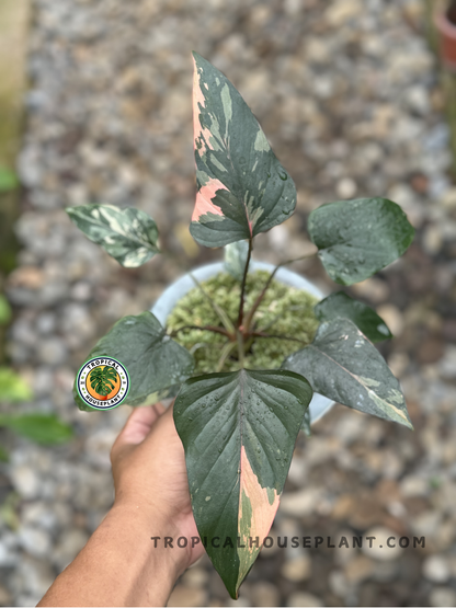 Homalomena Pink Diamond Variegated with deep green leaves featuring soft pink and white variegation.