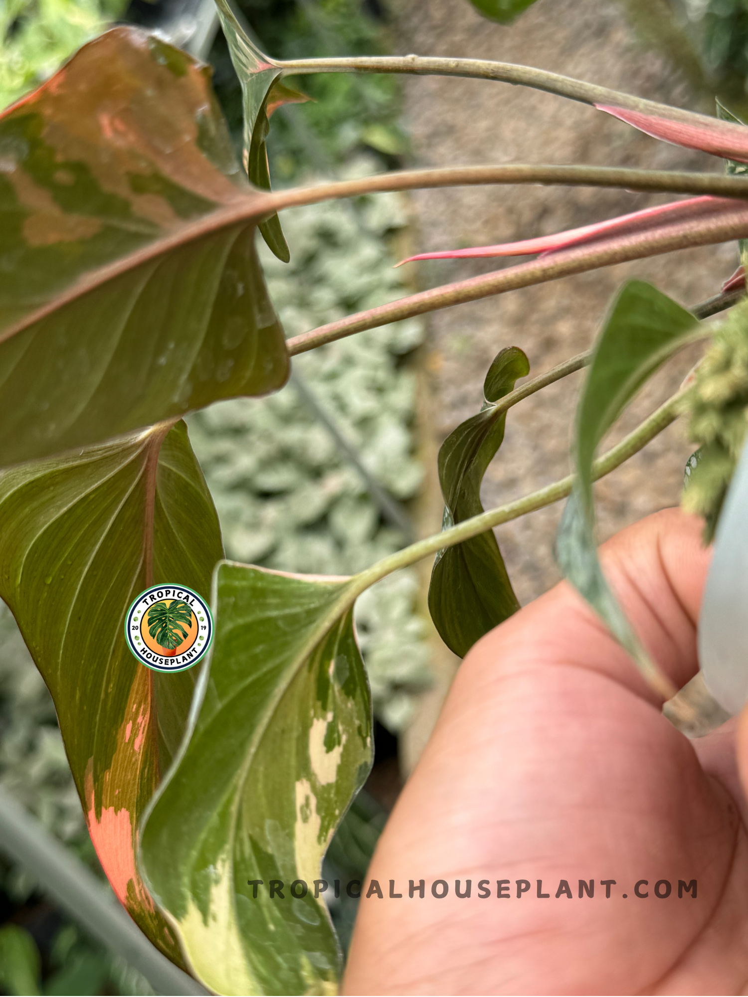 Back view of Homalomena Pink Diamond Variegated, showing its beautiful leaves with a mix of pink, white, and green hues.