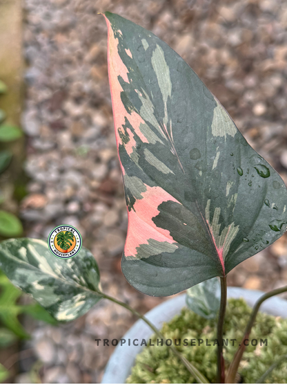 Close-up of Homalomena Pink Diamond Variegated showcasing the gentle pink and white accents on lush green foliage.