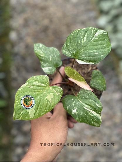 Homalomena Rubescens Stardust Pink Variegated with deep green leaves featuring small white stardust-like variegation and hints of pink and orange.