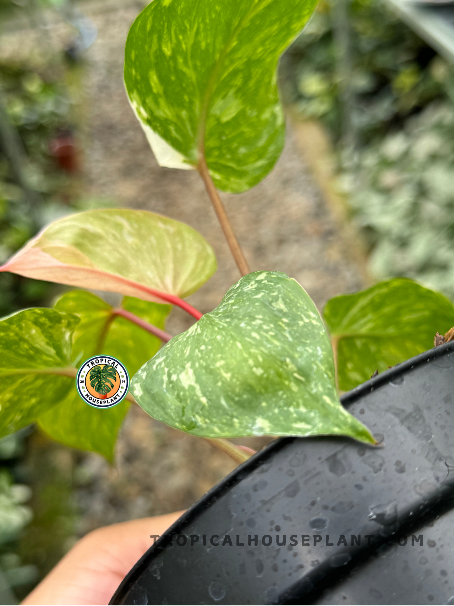 Back view of Homalomena Rubescens Stardust Pink Variegated plant with deep green leaves and a delicate sprinkle of white, pink, and orange variegation.