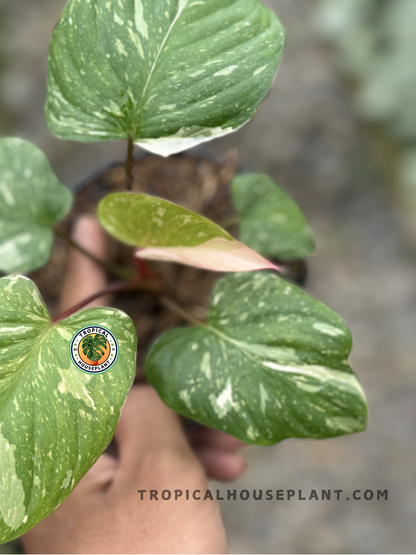 Close-up of Homalomena Rubescens Stardust Pink Variegated showing the soft white, pink, and orange variegation against green foliage.