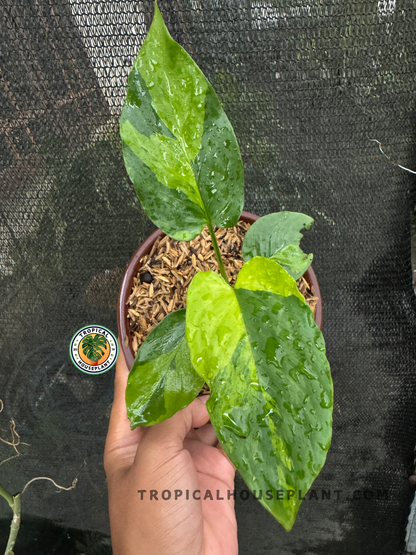 Hand holding a Homalomena sp. Variegated plant with glossy leaves and vibrant yellow-green variegation.