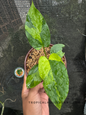 Hand holding a Homalomena sp. Variegated plant with glossy leaves and vibrant yellow-green variegation.