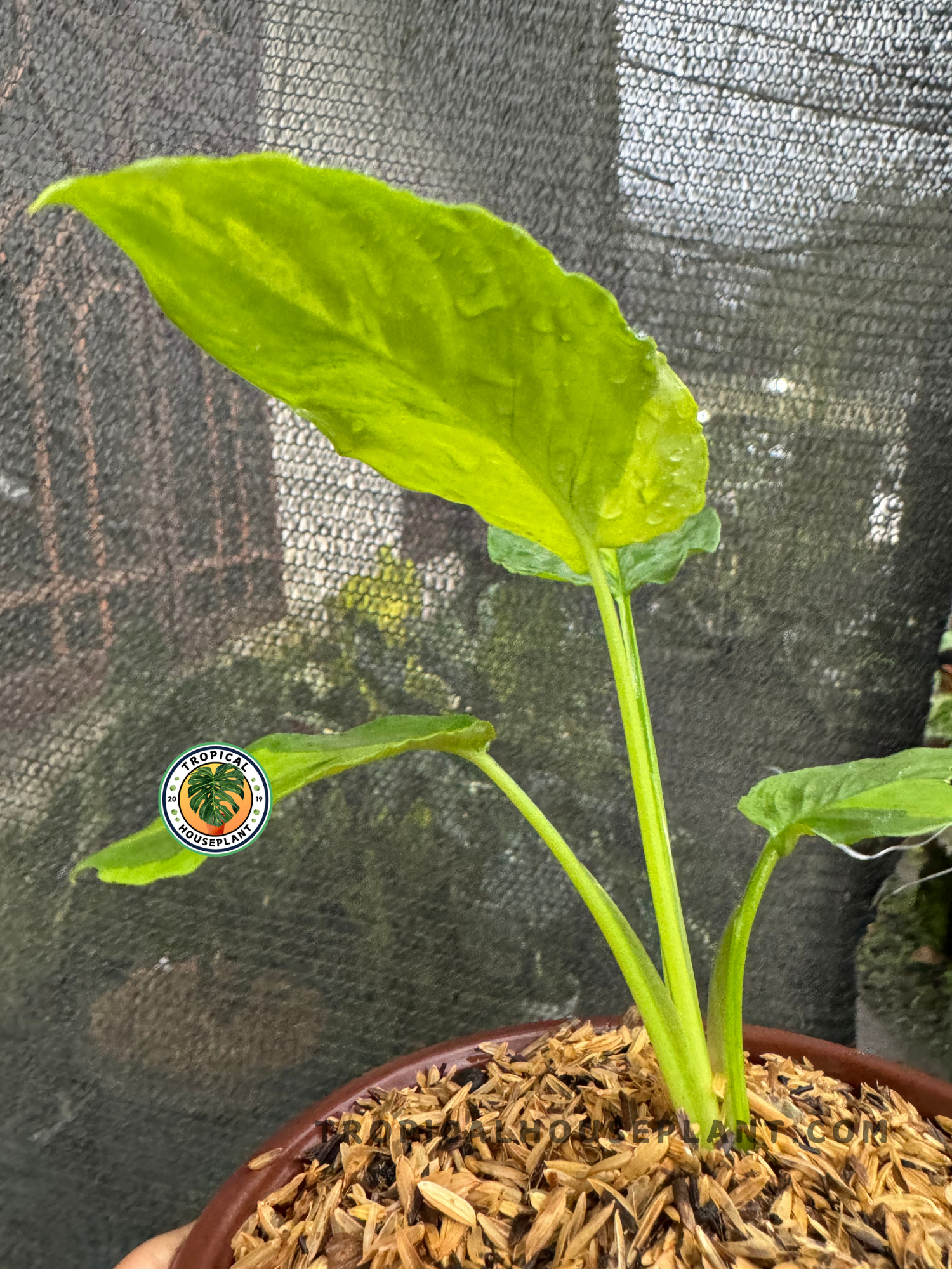 Side view of Homalomena sp. Variegated showing its glossy, uniquely variegated leaves.