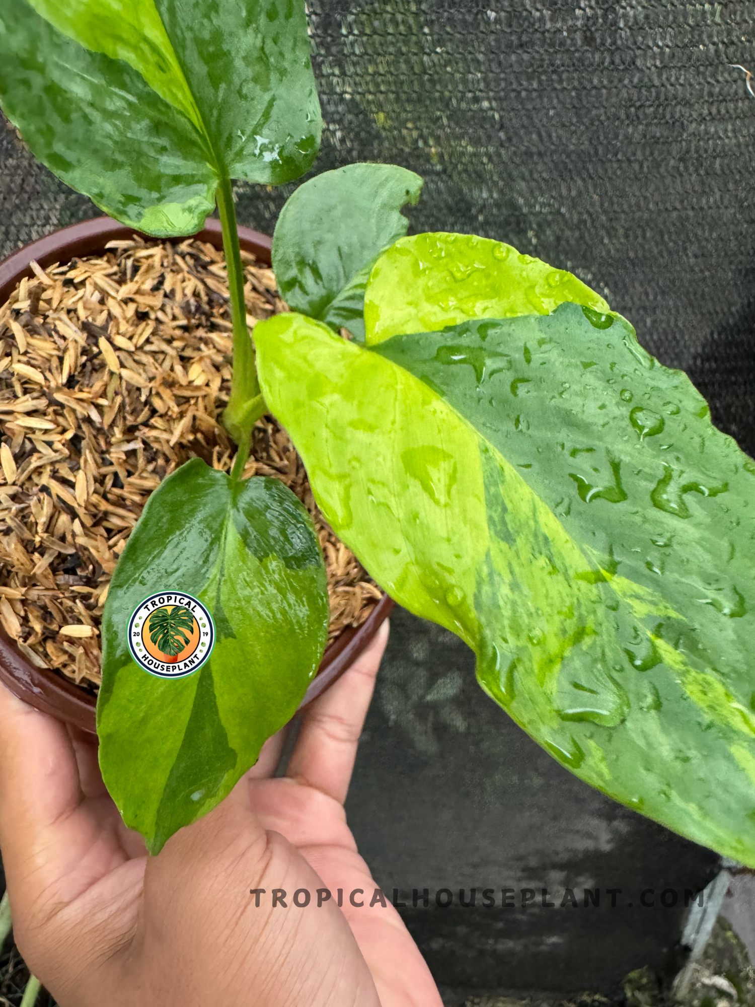 Close-up of the variegated leaf pattern of Homalomena sp. Variegated, highlighting its bright yellow splashes.