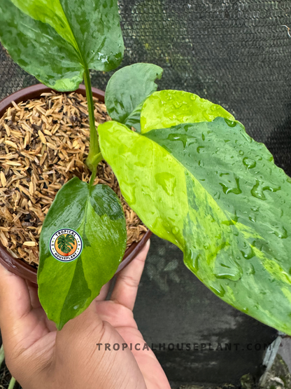 Close-up of the variegated leaf pattern of Homalomena sp. Variegated, highlighting its bright yellow splashes.