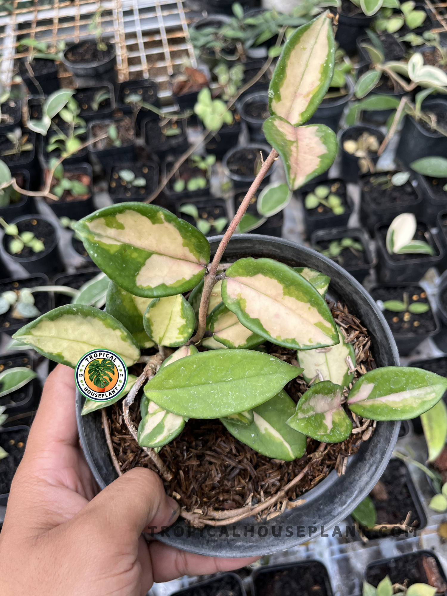Hoya Krimson Princess Carnosa Variegated with thick glossy leaves featuring creamy white center variegation, green margins, and soft pink new growth in a nursery pot.