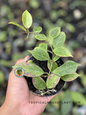 Hoya Sunrise with compact oval leaves featuring green foliage with bronze blush and prominent veining, growing in a small nursery pot.