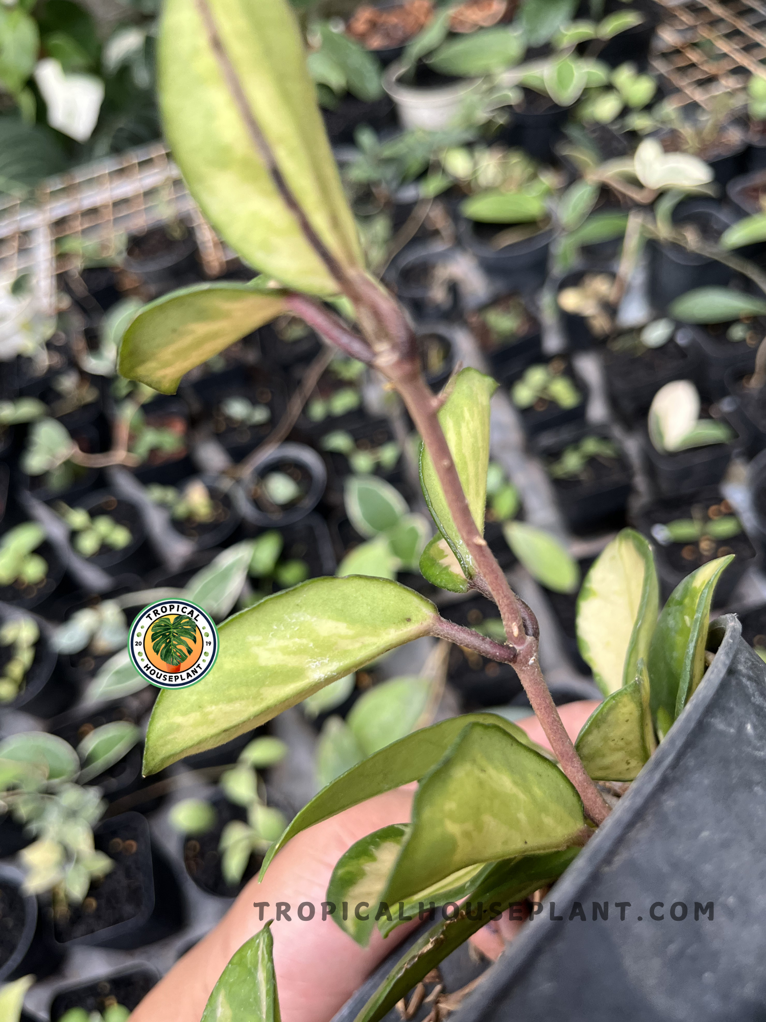 Young Hoya Krimson Princess Carnosa Variegated displaying elegant cream-centered variegated leaves with green edges and climbing vines in a tropical nursery.
