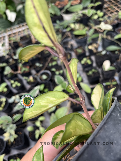 Young Hoya Krimson Princess Carnosa Variegated displaying elegant cream-centered variegated leaves with green edges and climbing vines in a tropical nursery.