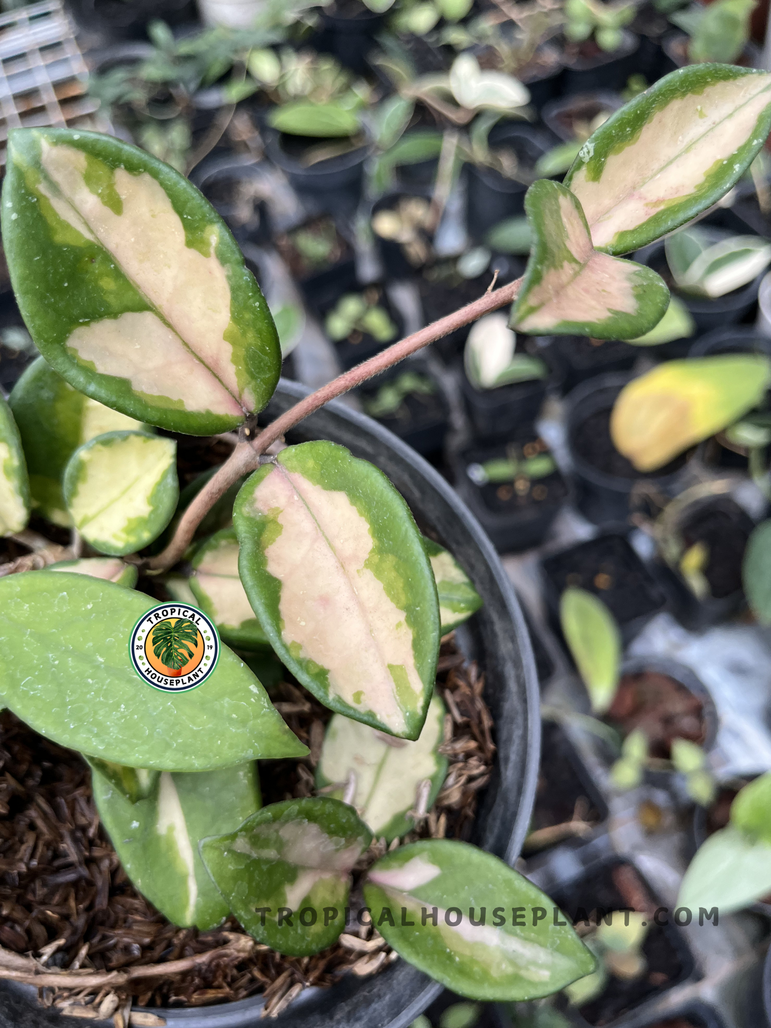 Healthy Hoya Krimson Princess Carnosa Variegated showcasing waxy oval leaves with striking cream, green, and blush pink variegation on vigorous trailing stems.