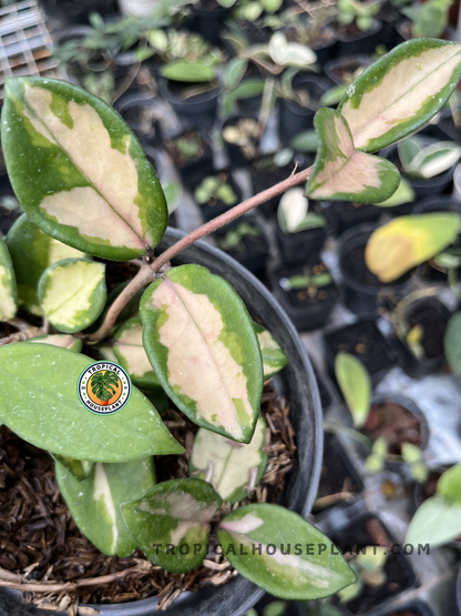 Healthy Hoya Krimson Princess Carnosa Variegated showcasing waxy oval leaves with striking cream, green, and blush pink variegation on vigorous trailing stems.