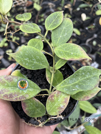 Young Hoya Sunrise displaying thick, waxy leaves with green and reddish-bronze tones, ideal for tropical indoor plant collections.